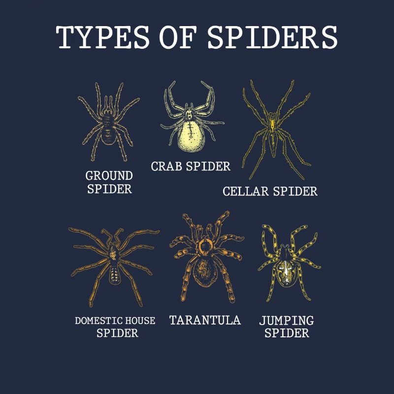 Espèces d’araignées, d’araignées, d’arachnologie