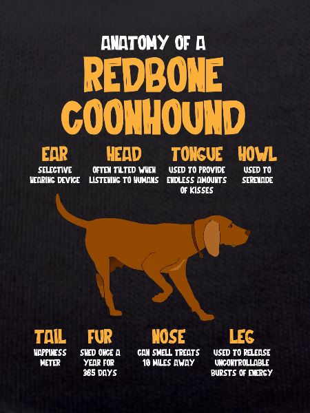 Anatomie d’un Redbone Coonhound