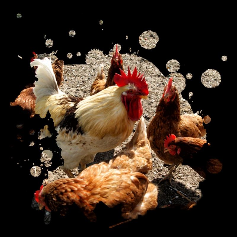 cueillette de poulet chanceux