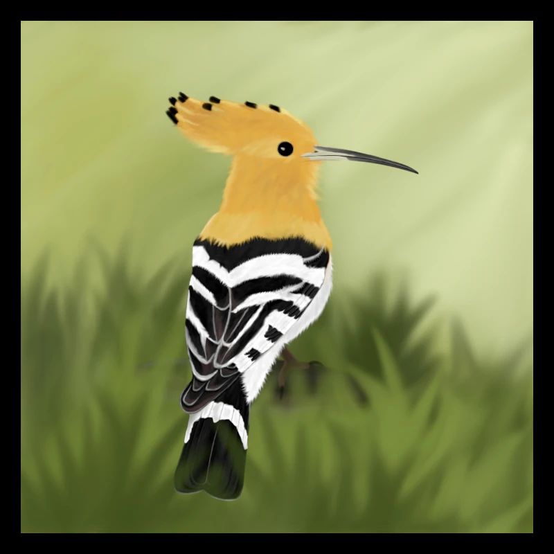 hoopoe