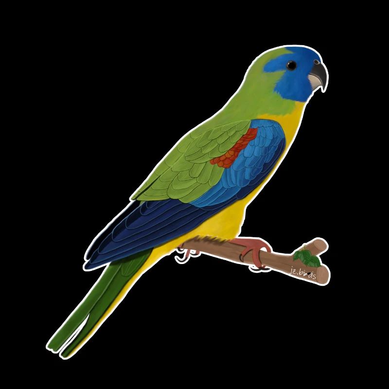 conception d'oiseau perruche jz.birds