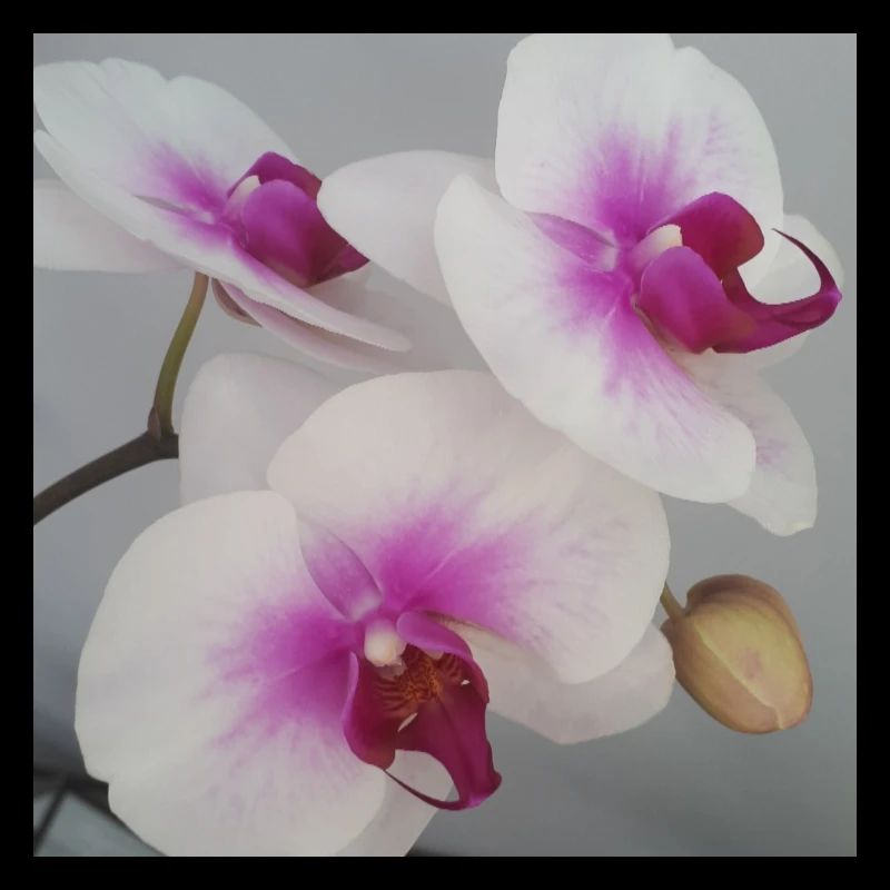 Orchid