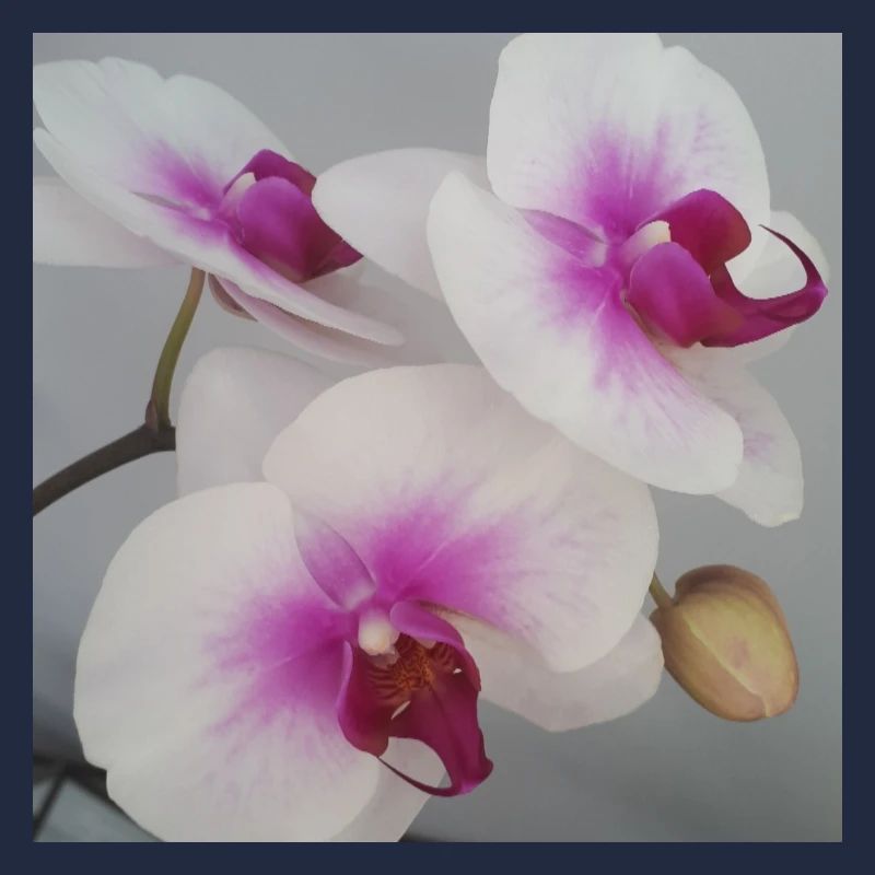 Orchidee