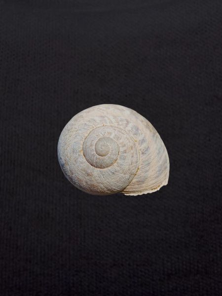 Snail