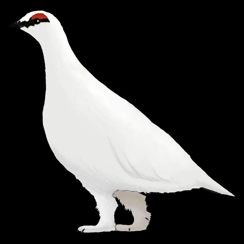 Ptarmigan