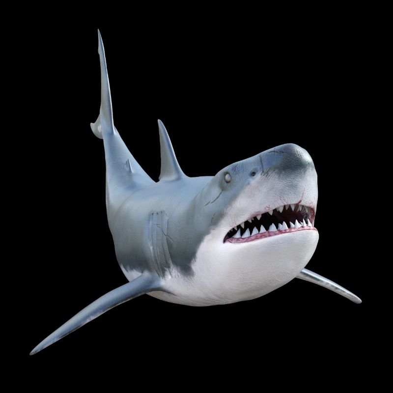 White shark, shark