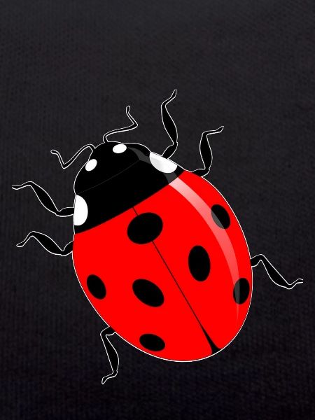 ladybird