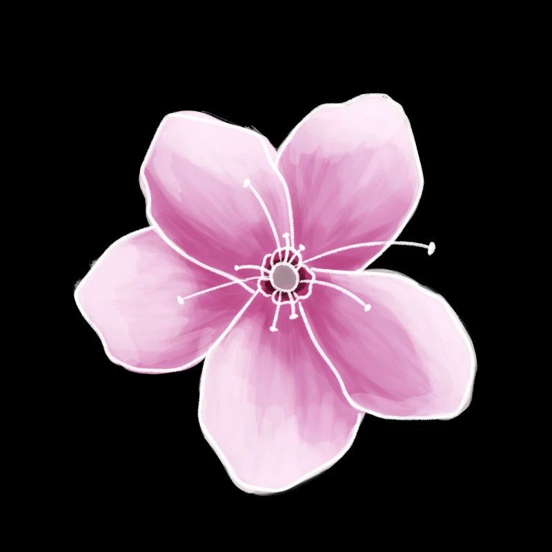 fleur de cerisier japon rose
