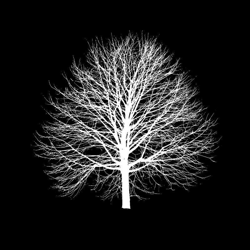 Baum Linde Habitus Tilia cordata