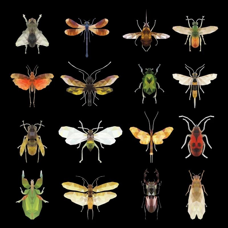Arten von Insekten