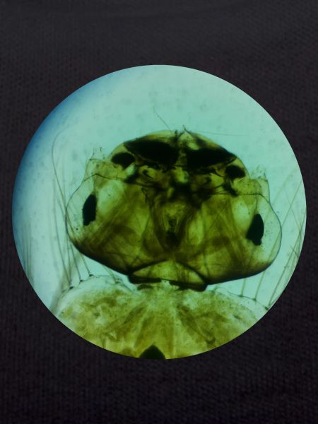 Mosquito Larva