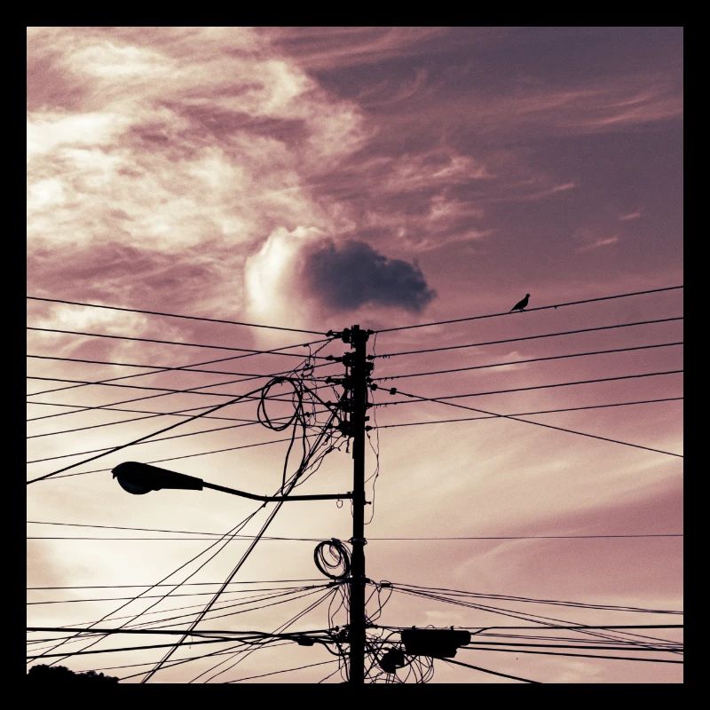 l'oiseau sur les cables