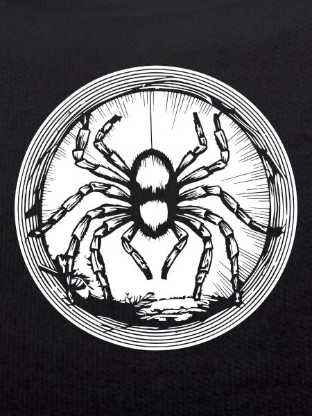 Spider spiders animals