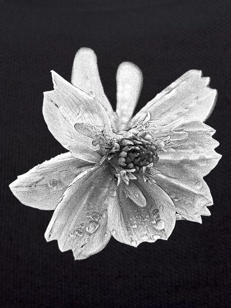 Blume