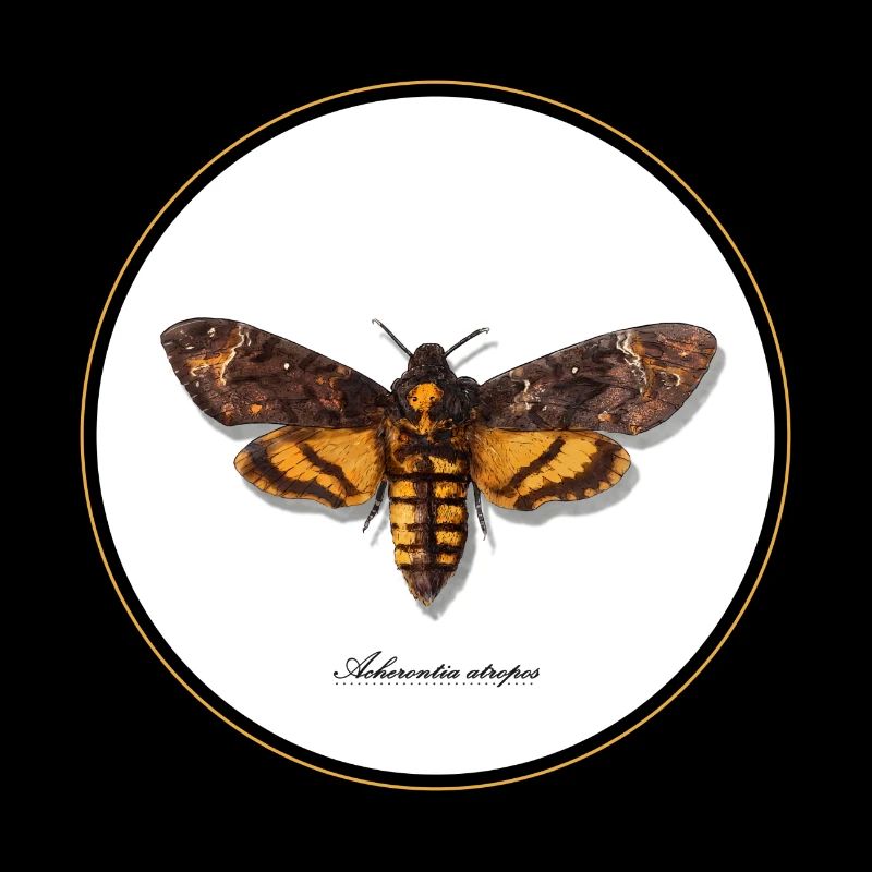 Acherontia atropos