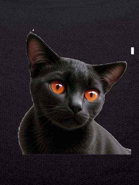 Black cat