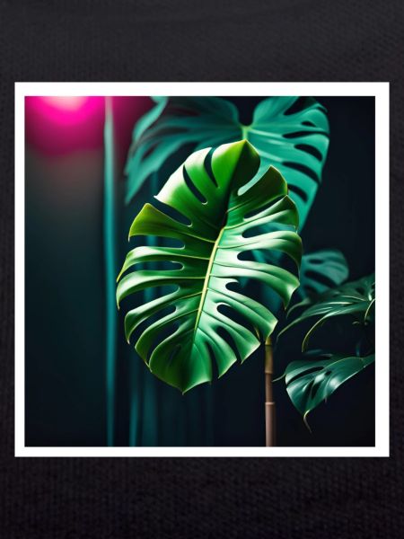 Monstera Leafs#2