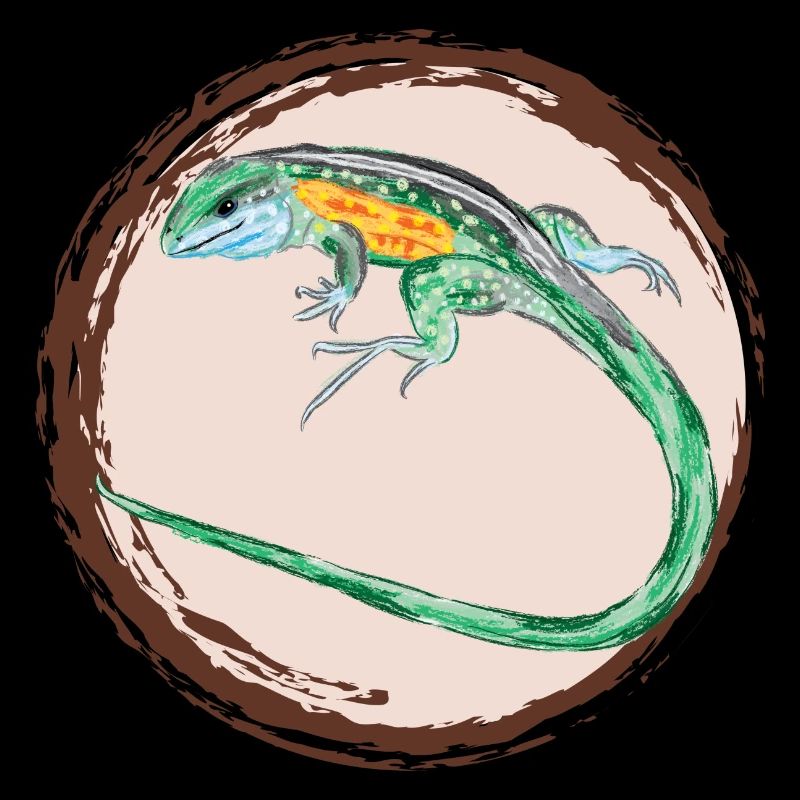 Tüpfelrennechse / Rainbow Whiptail II