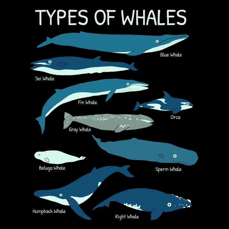 Espèces de baleines pour les amoureux de l’océan