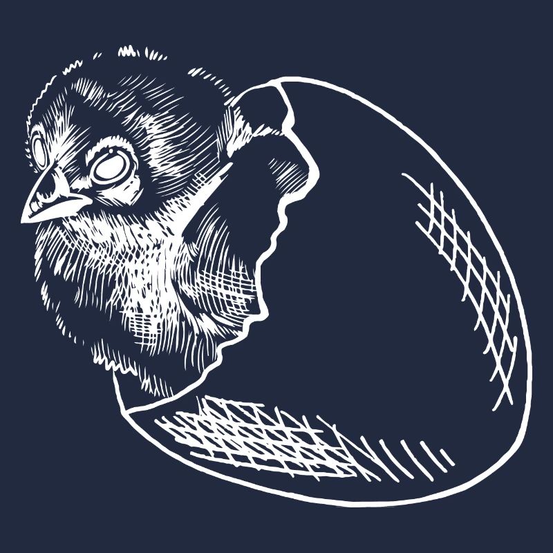 Les poussins couvent des œufs