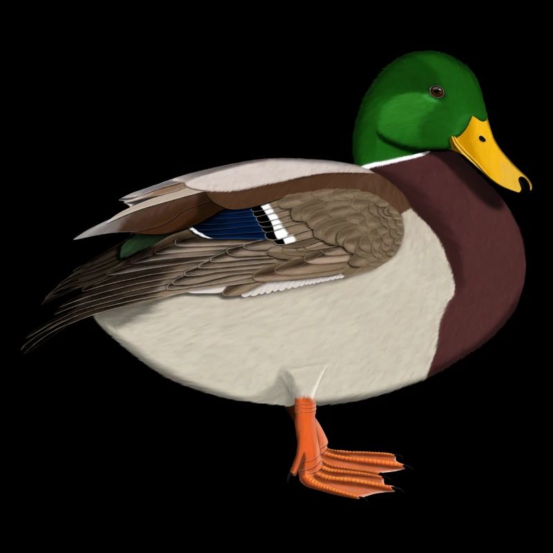 Canard cannelier Oiseau-ami oiseau Ornithologue