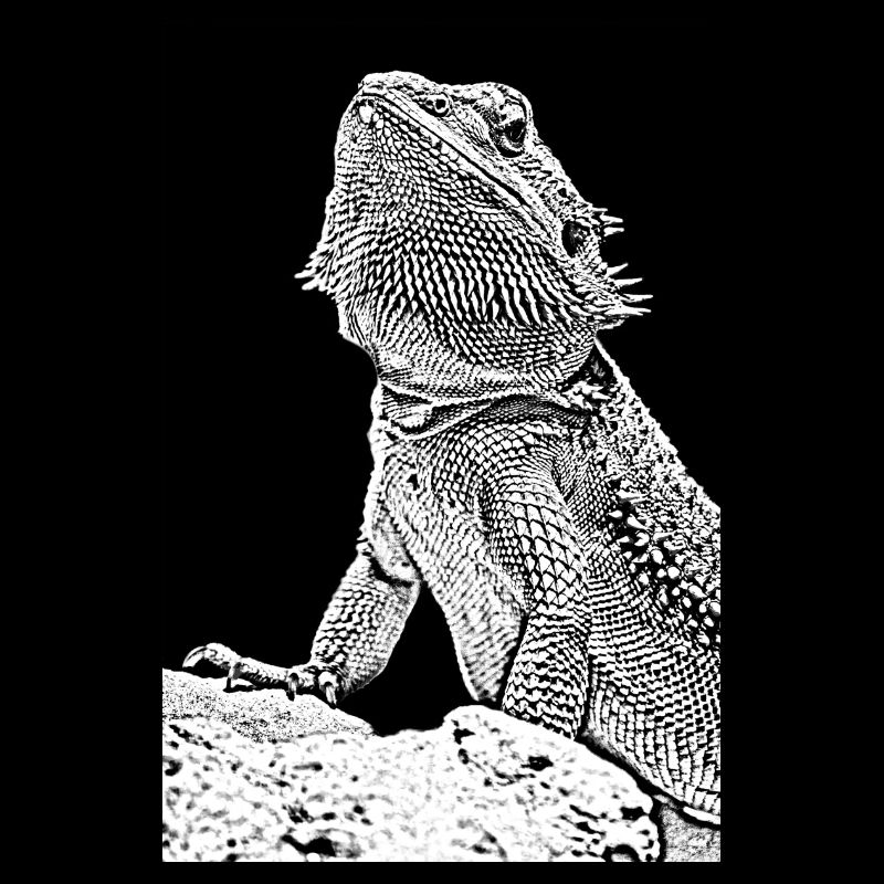 Bearded dragon the lizard