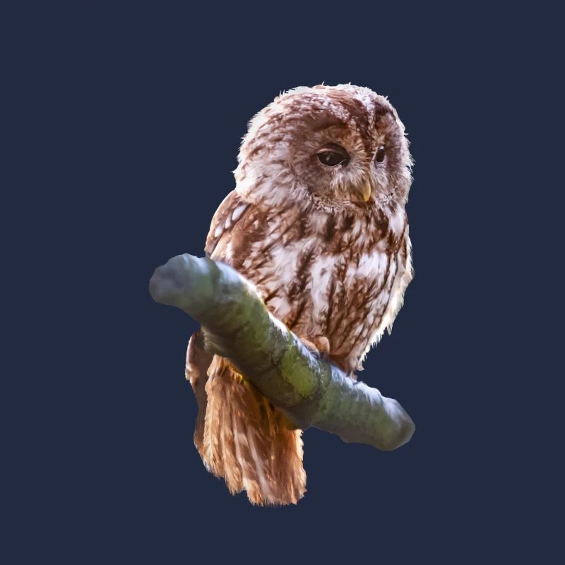 Eule