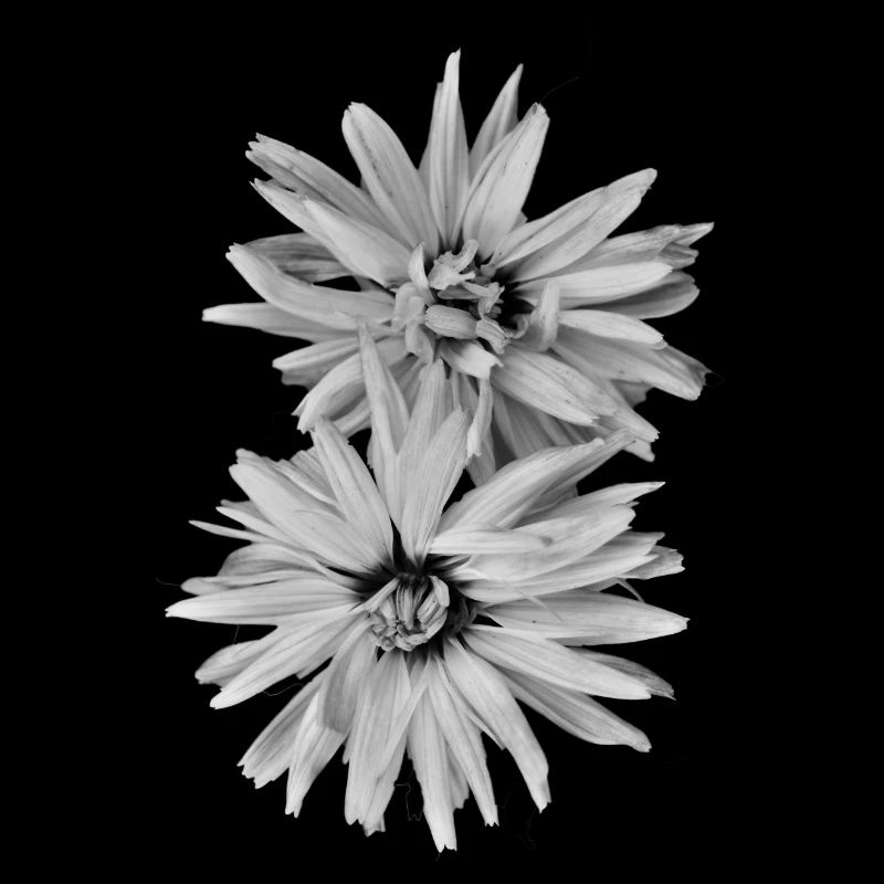 Black and white flowers