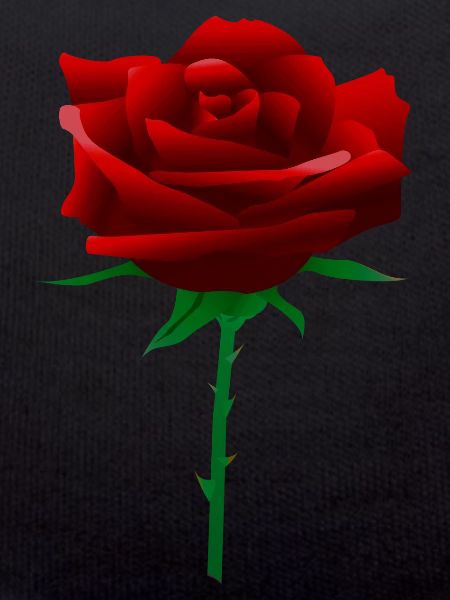 Red rose