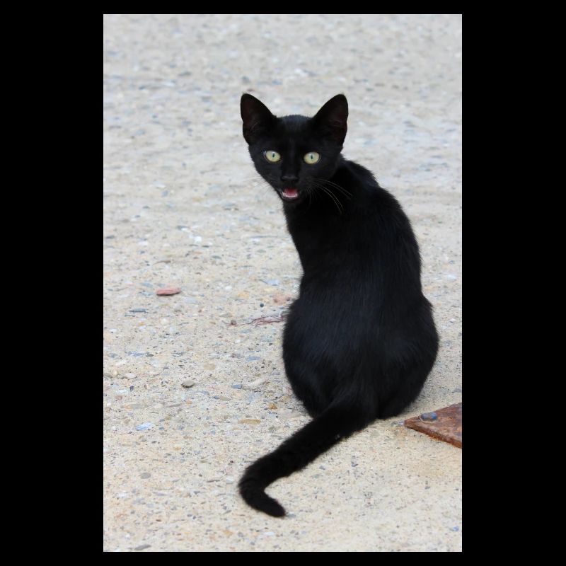 Cat black