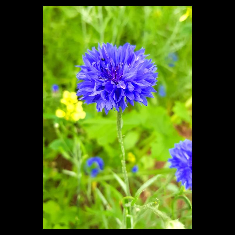 bluebottle aussi bleuet bleuet cyan