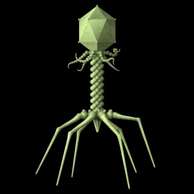 Phage
