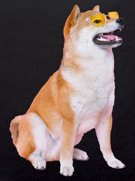 Sunglasses Shiba