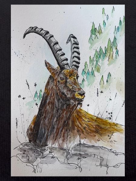 Steinbock Capricorn