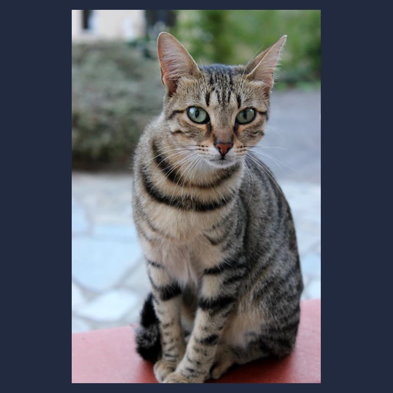 Chat Chaton Poster Chat Poster