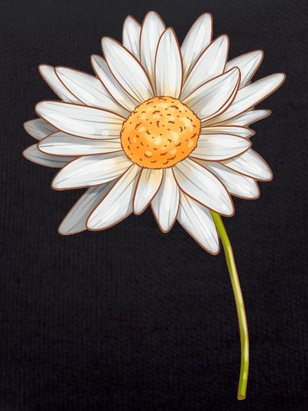 Gänseblümchen
