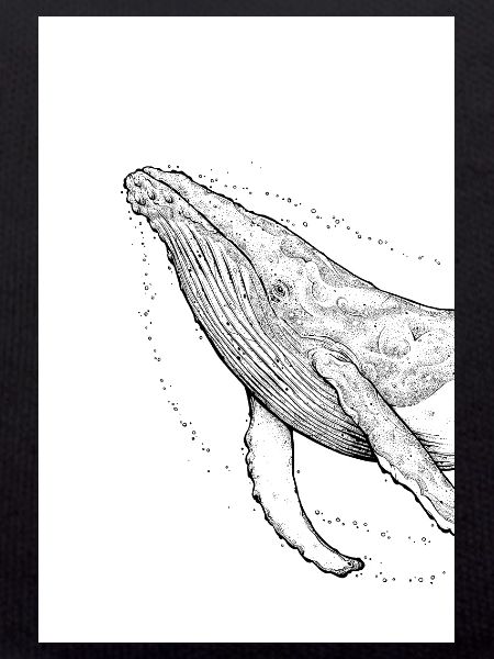 Humpback Whale A