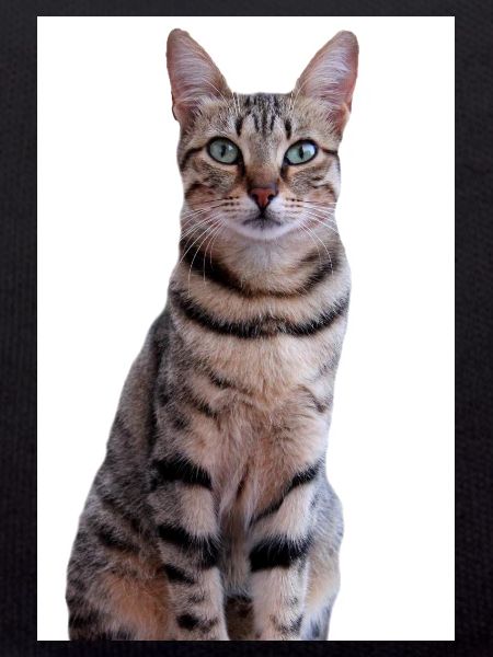 Cat Kitten