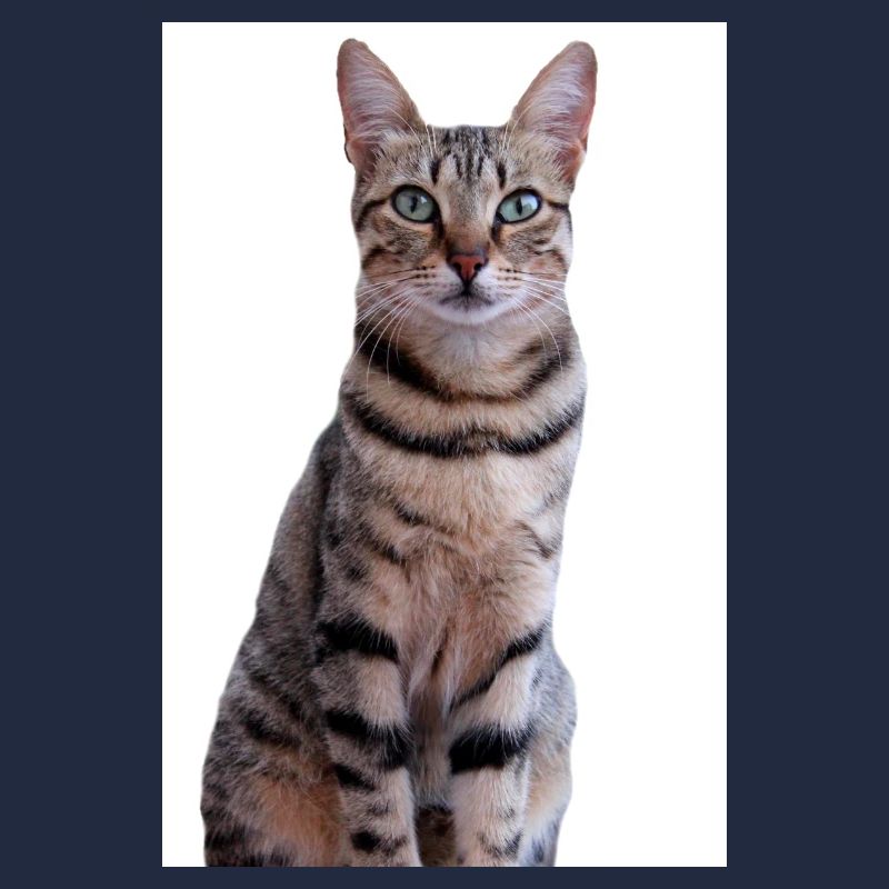 Katze Kätzchen