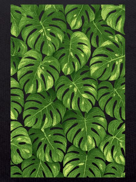 Monstera