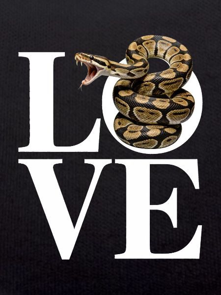 Königspython Schlangen LOVE Terrarium Python