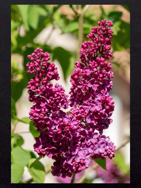 Blooming lilac in spring garden
