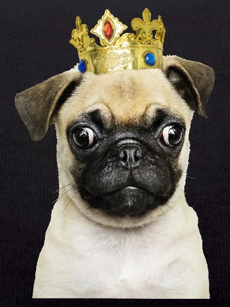 Mobs King Bulldog Prince