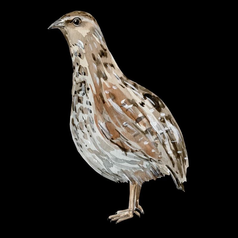 quail