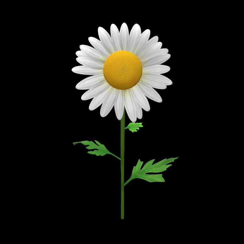 gaenseblume gänseblümchen butterblume weis gelb