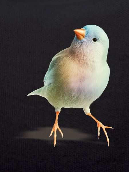 Pensive bird