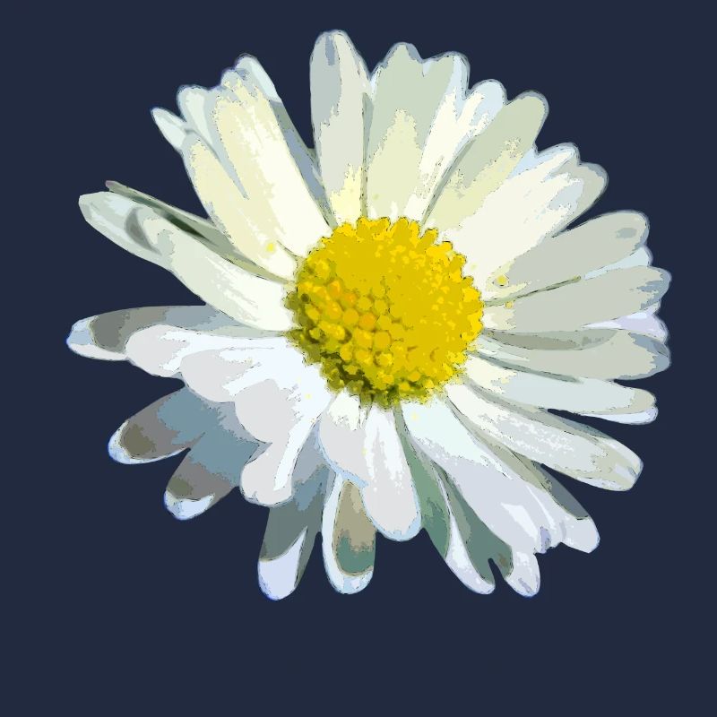 Gänseblümchen