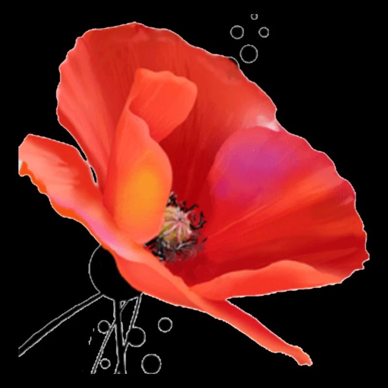 Coquelicot