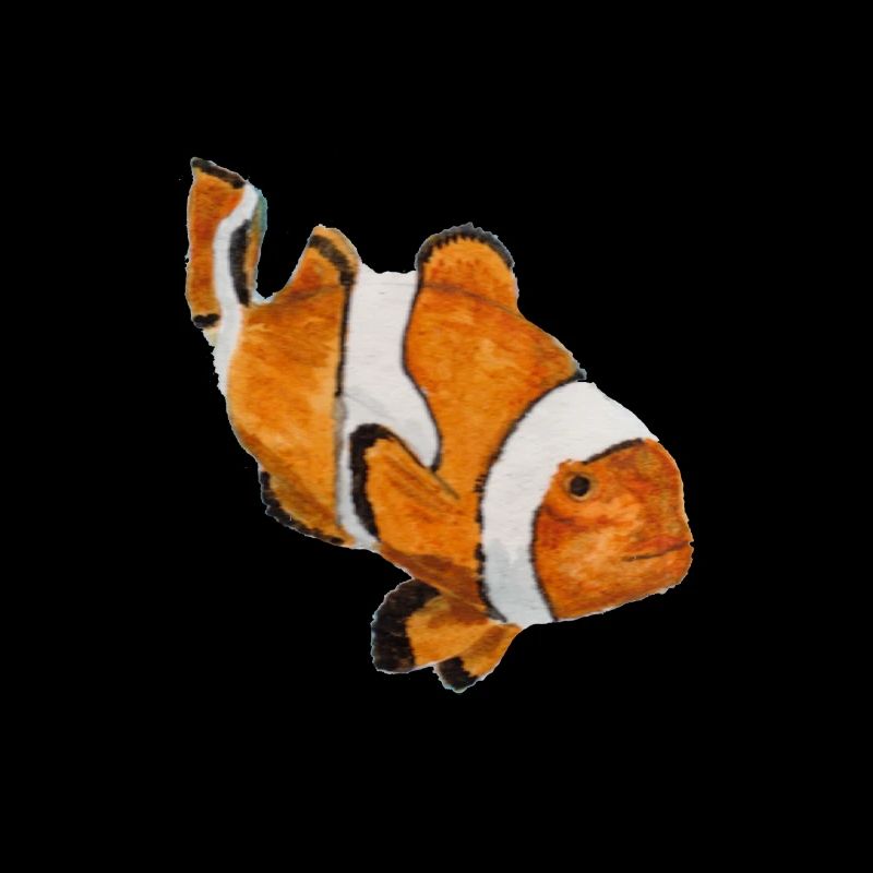 poisson clown