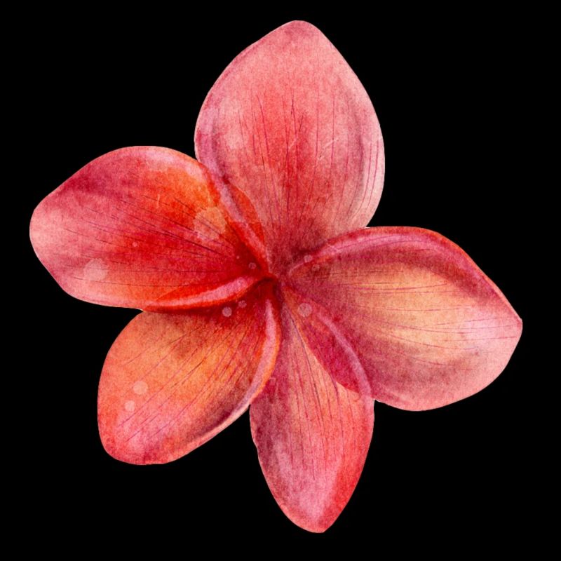 Blume rot